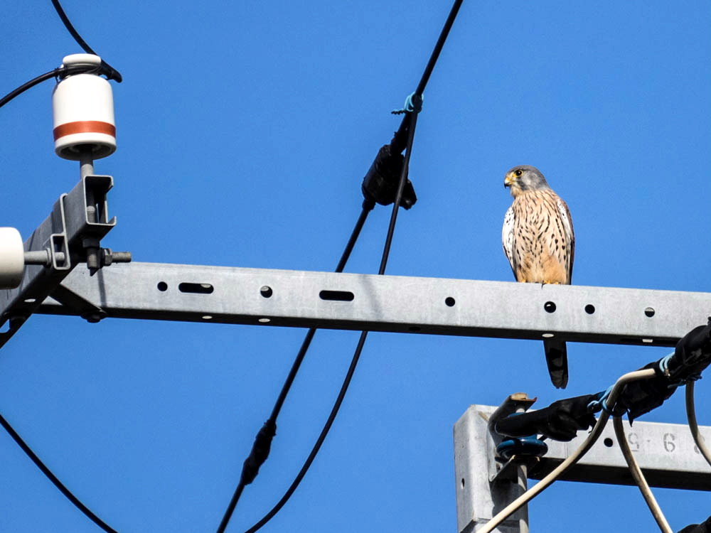 ﾁｮｳｹﾞﾝﾎﾞｳ