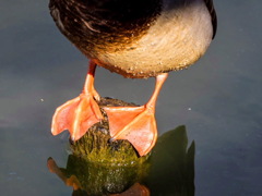 大根公園4