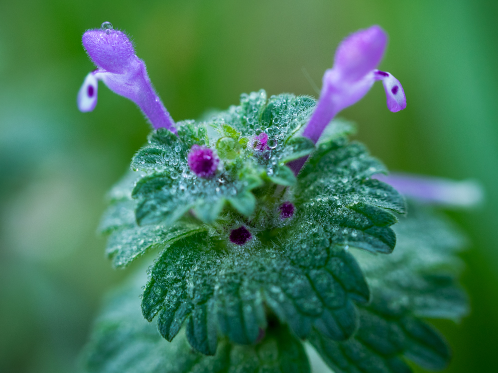 雨滴とﾋﾒｵﾄﾞﾘｺｿｳ