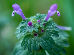 雨滴とﾋﾒｵﾄﾞﾘｺｿｳ