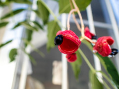 ゴンズイの赤い果実