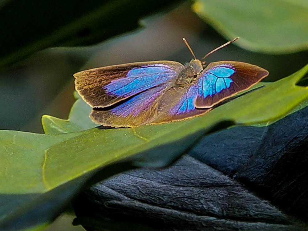 ﾑﾗｻｷｼｼﾞﾐ3