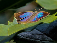 ﾑﾗｻｷｼｼﾞﾐ3