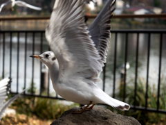 ユリカモメ