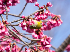 寒桜メジロ3
