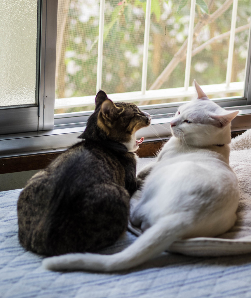 美斗くんの欠伸