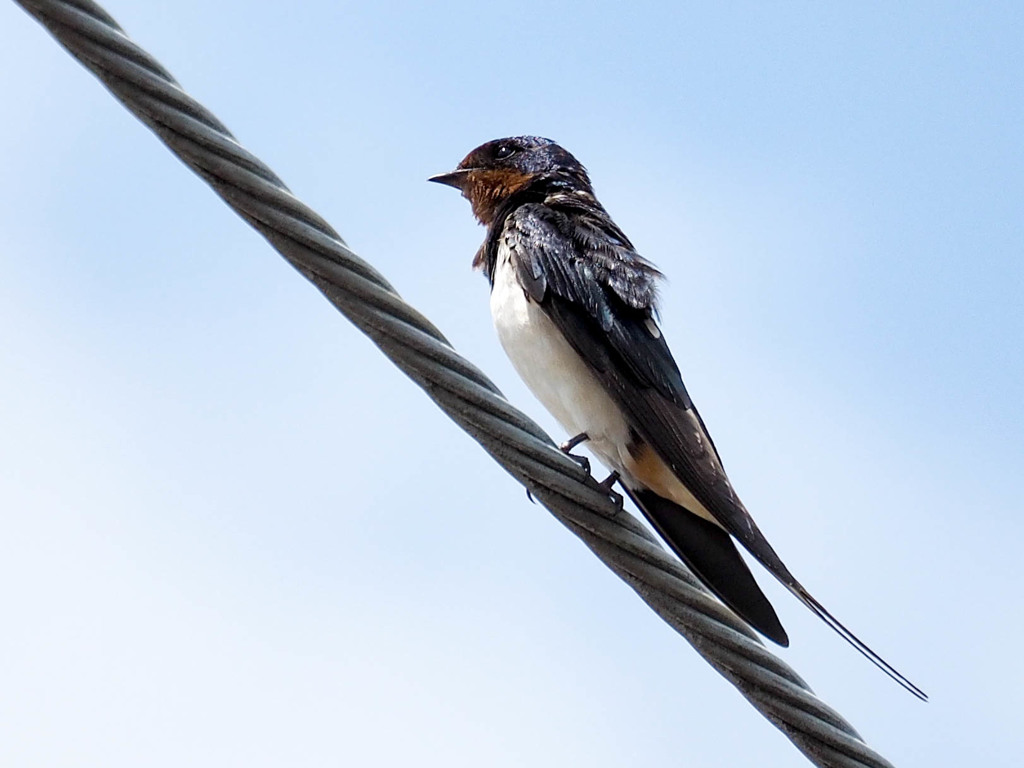 ツバメ1