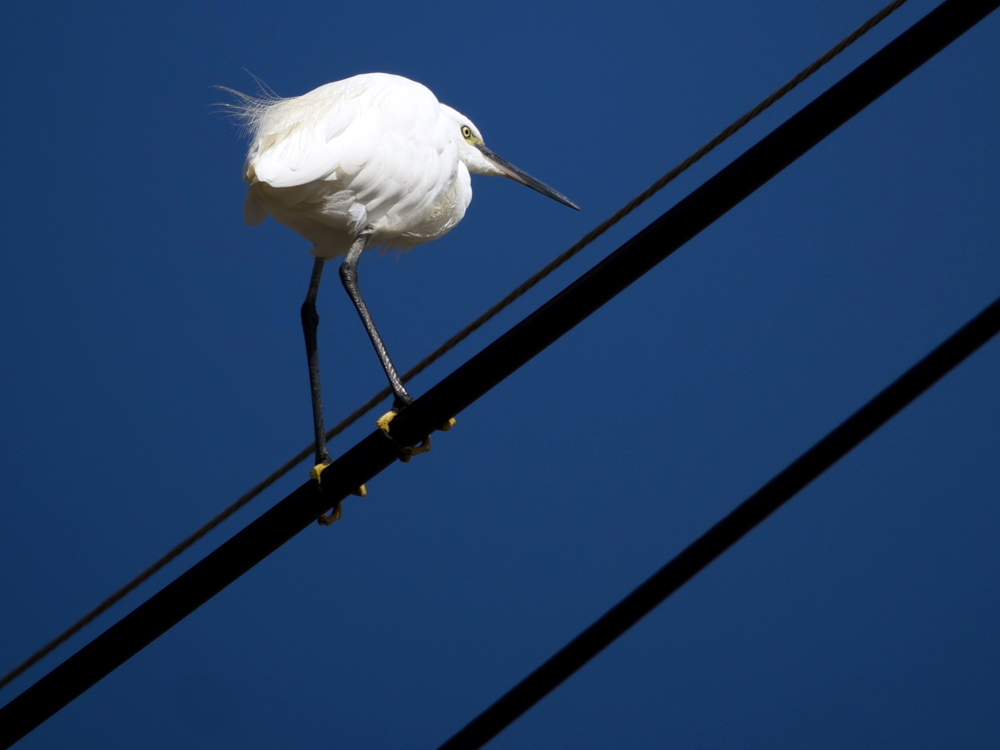 ﾀﾞｲｻｷﾞ03