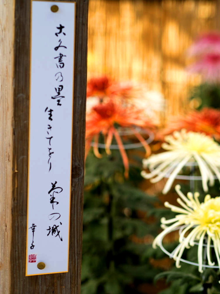 菊花展06