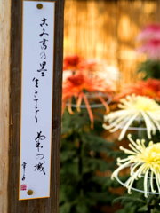 菊花展06