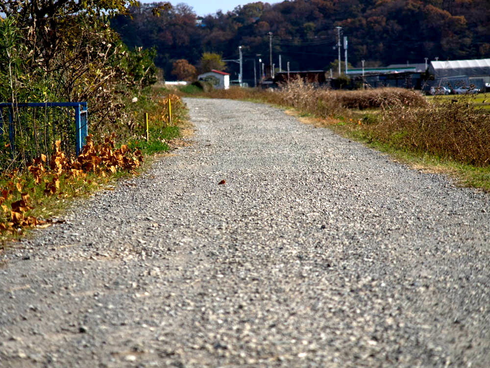 金目川の川辺り