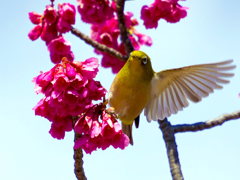 寒桜メジロ7