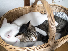 愛猫6
