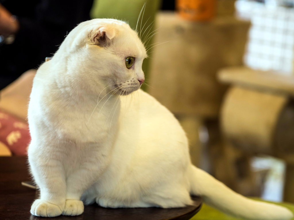 猫喫茶・ねこのみせ10