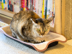 猫喫茶・ねこのみせ6