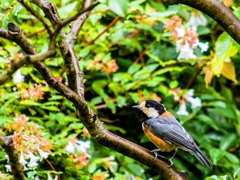 ﾔﾏｶﾞﾗとｱﾍﾞﾘｱ