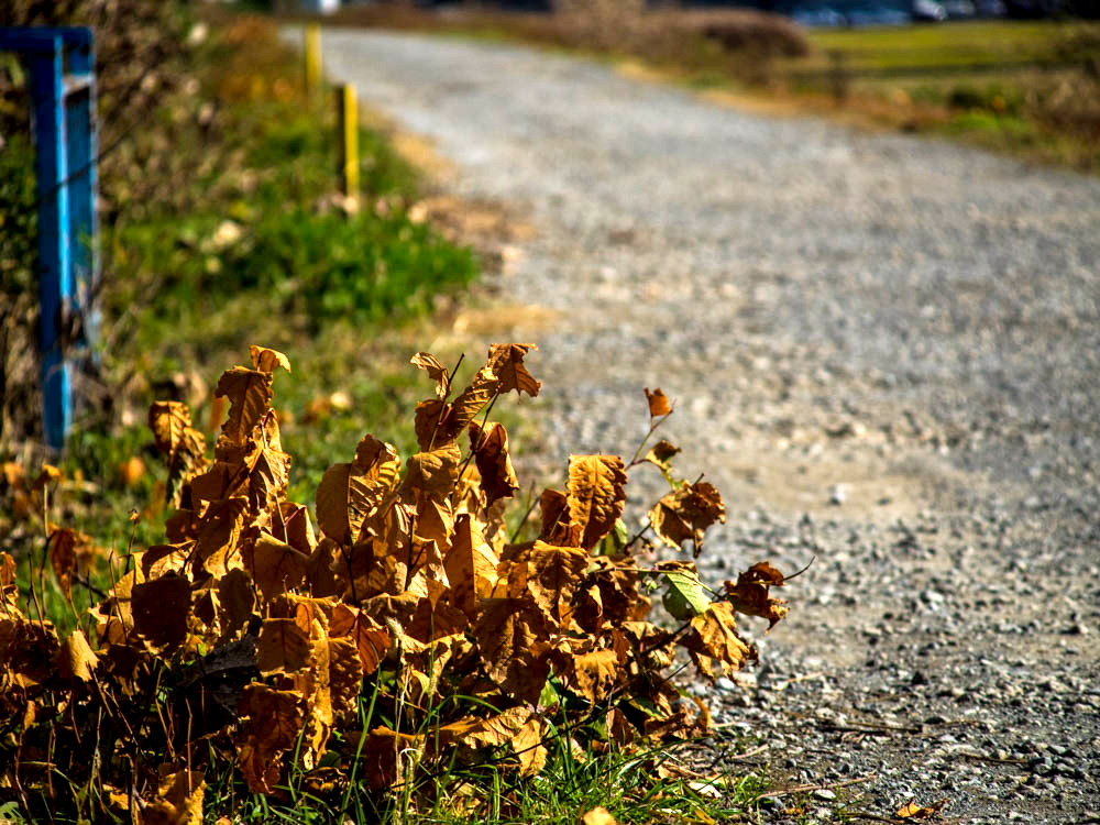 金目川の川辺り