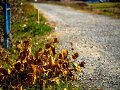 金目川の川辺り