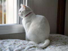 愛猫5