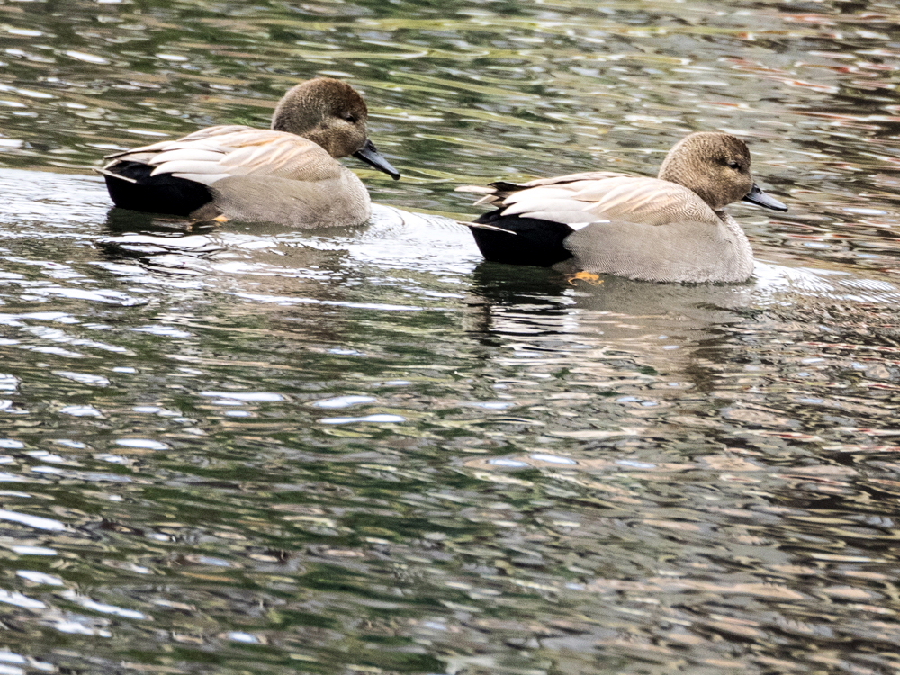 ｵｶﾖｼｶﾞﾓ