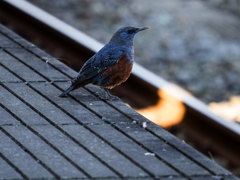 ｲｿﾋﾖﾄﾞﾘ1