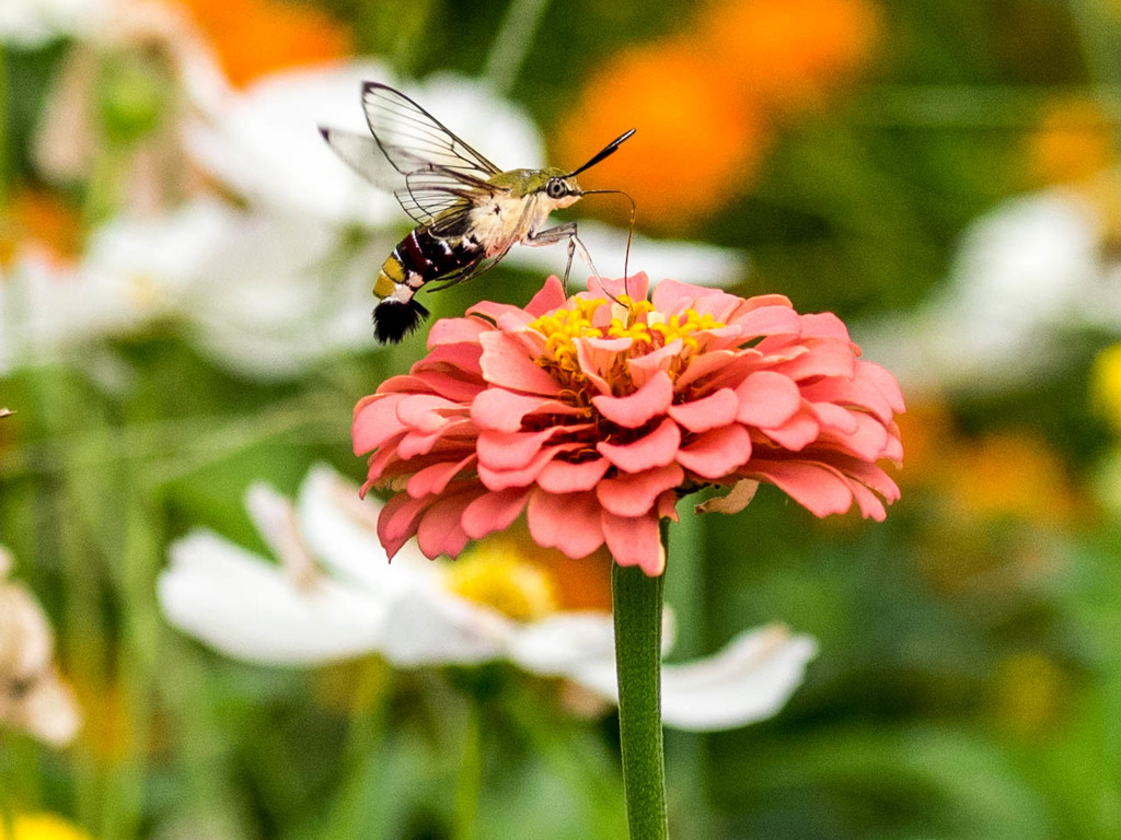 ｵｵｽｶｼﾊﾞ2