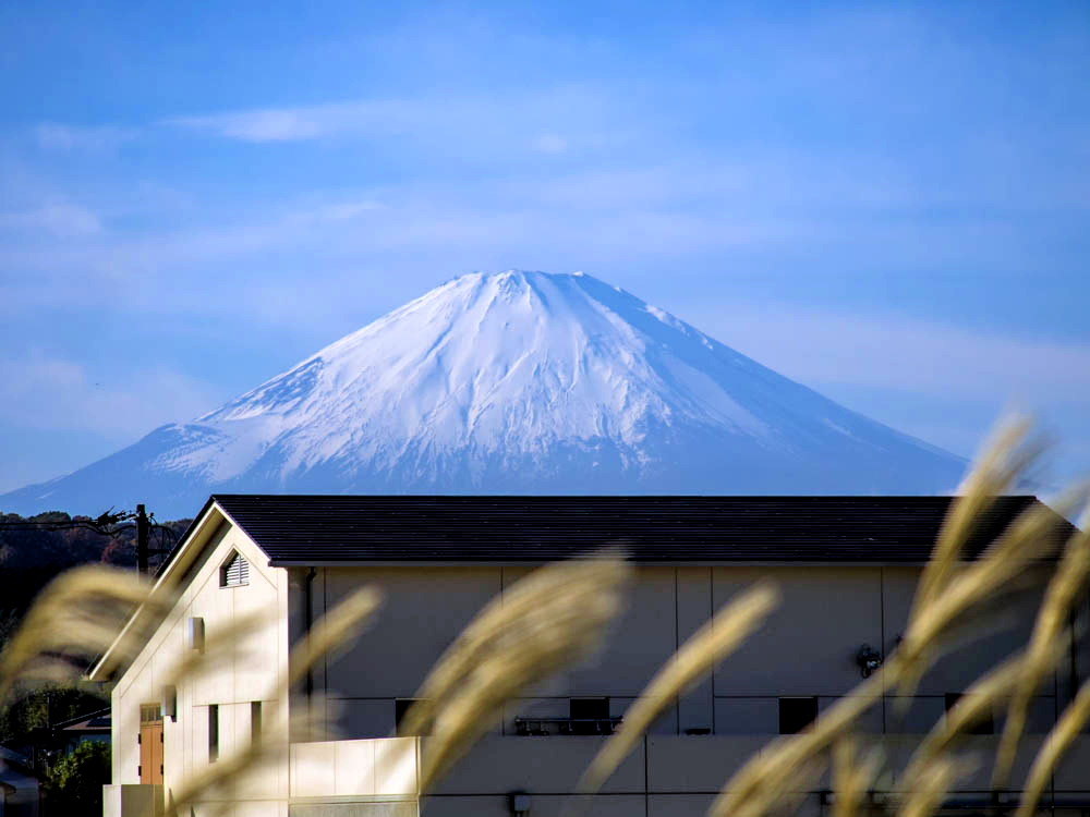 金目川からの風景