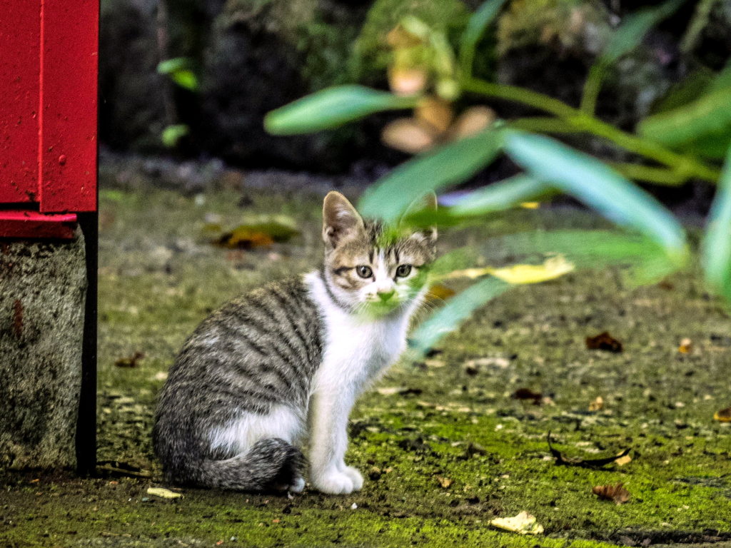 震生湖の猫