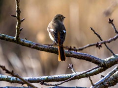 ｼﾞｮｳﾋﾞﾀｷ2