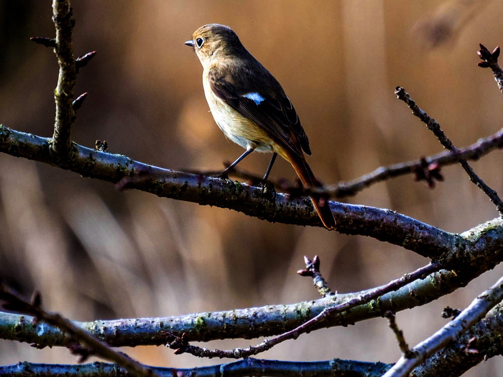 ｼﾞｮｳﾋﾞﾀｷ1