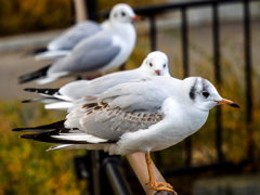 ユリカモメ