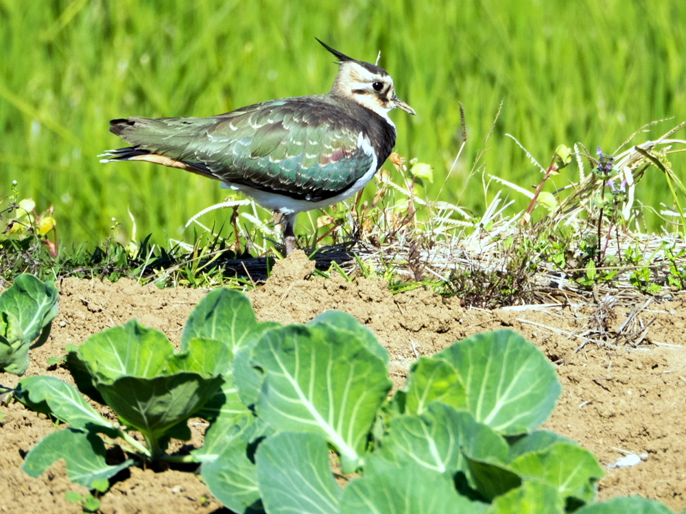 ﾀｹﾞﾘ4