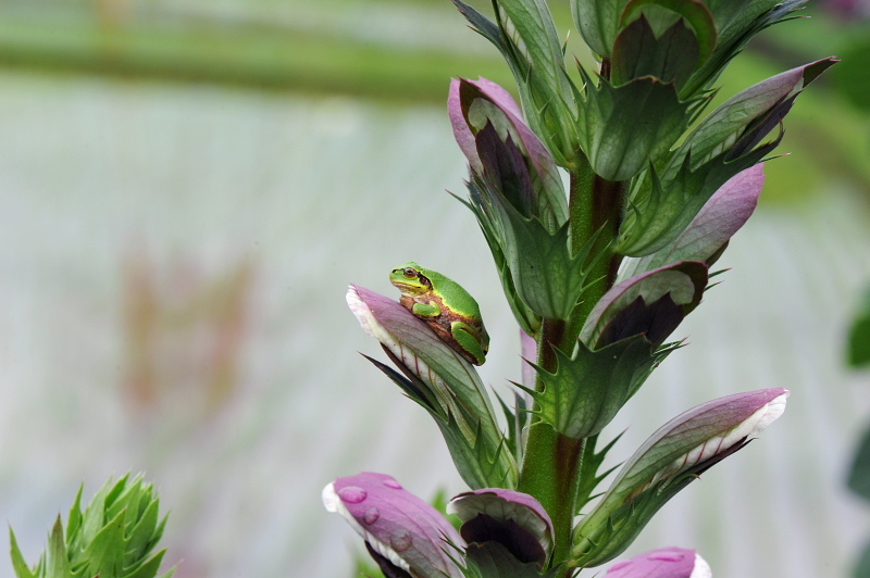 ｱﾏｶﾞｴﾙ13