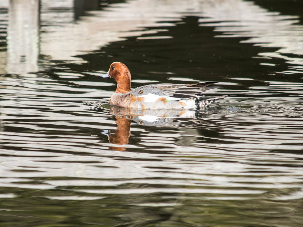 ﾋﾄﾞﾘｶﾞﾓ3