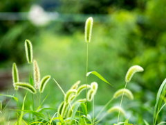 ｴﾉｺﾛｸﾞｻ