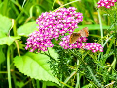 ﾍﾞﾆｼｼﾞﾐ02