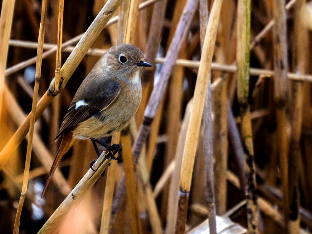 ｼﾞｮｳﾋﾞﾀｷ3