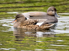 ｵｶﾖｼｶﾞﾓ