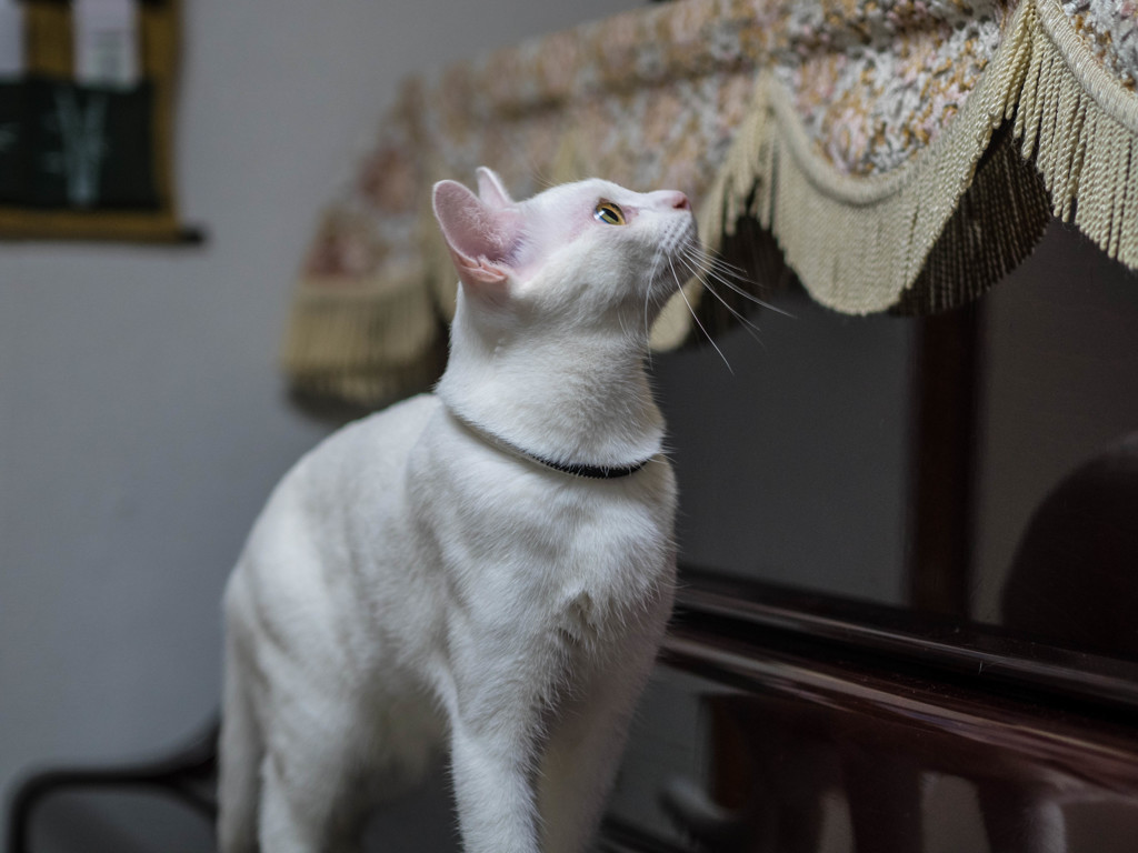 美々