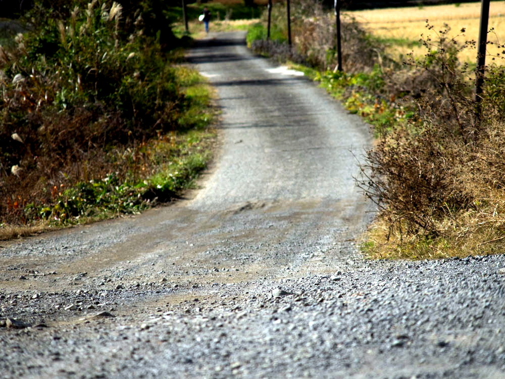 金目川の川辺り