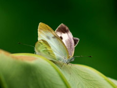 ﾓﾝｼﾛﾁｮｳ01