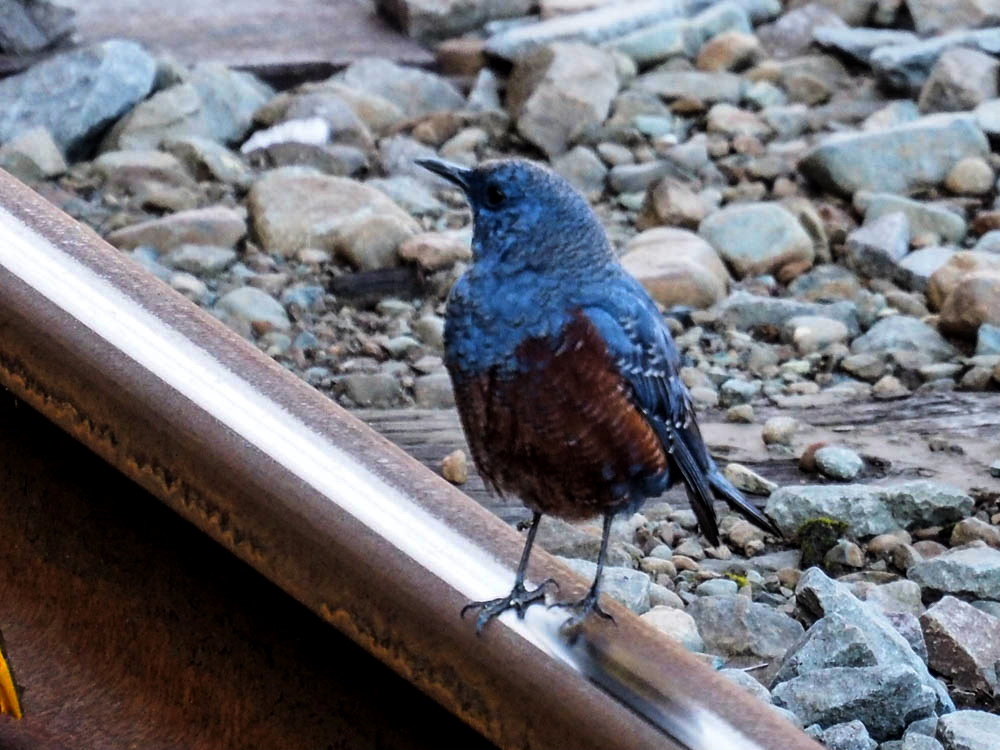 ｲｿﾋﾖﾄﾞﾘ3