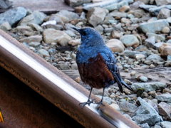 ｲｿﾋﾖﾄﾞﾘ3