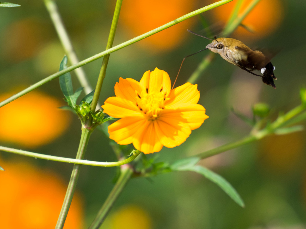 ｵｵｽｶｼﾊﾞ1