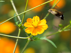 ｵｵｽｶｼﾊﾞ1