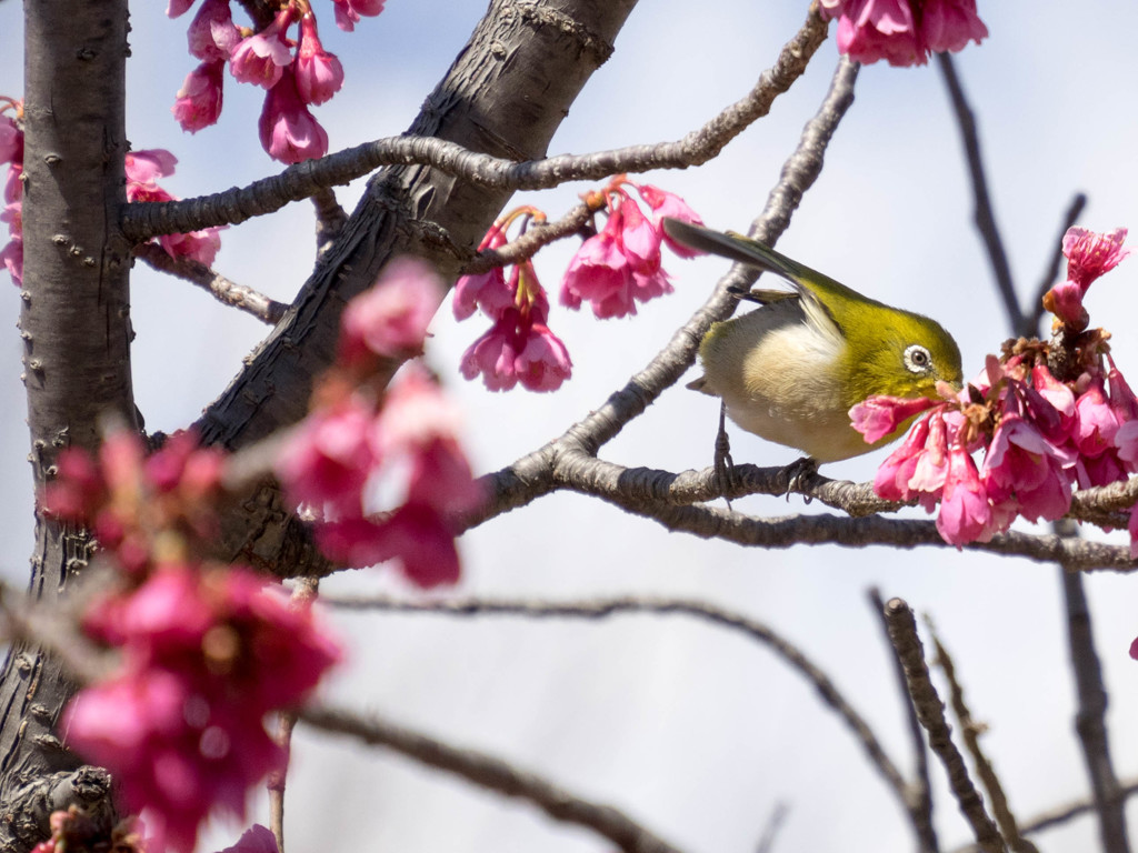寒桜メジロ8