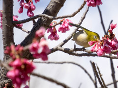 寒桜メジロ8