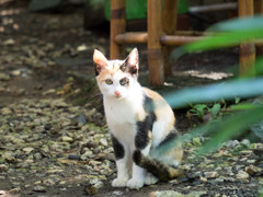 震生湖の猫