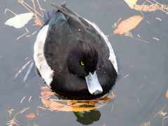 ｷﾝｸﾛﾊｼﾞﾛ