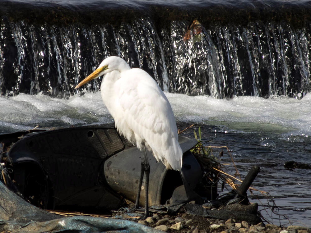 ﾀﾞｲｻｷﾞ02